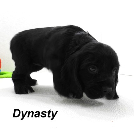 puppy, for, sale, Cocker Spaniel, Joe & Cherri  Overlease, dog, breeder, Miller, MO, dog-breeder, puppy-for-sale, forsale, nearby, find, puppyfind, locator, puppylocator, aca